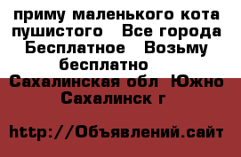 приму маленького кота пушистого - Все города Бесплатное » Возьму бесплатно   . Сахалинская обл.,Южно-Сахалинск г.